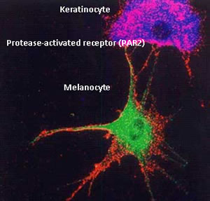 The protease-activated receptor 2 (PAR 2) regulates pigmentation via keratinocyte-melanocyte interactions