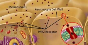 Pigmentation: Melanosome Transfer to Keratinocyte with pastiche training
